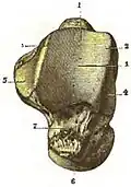 Talus of the right foot. Superior view. (After Testut's Anatomy.)