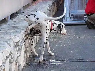 Dogs and wolves raise their legs while urinating.[109][110]