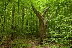 a forest