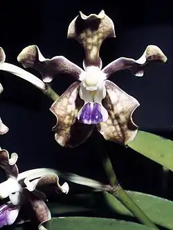 Vanda tessellata, one of the orchids found in Odisha[87]