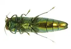 Underside of an adult emerald ash borer