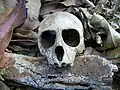 Front view of the skull of a vervet monkey