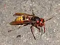 Vespa crabro f. crabro - Northern European form with restricted ferruginous markings