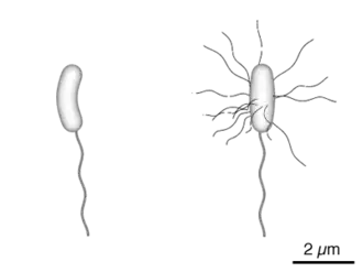 Diagram of the bacterium, V. cholerae