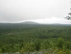 Forest area