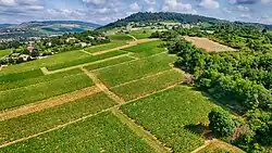 Aerial view of vineyards in La Roche-Vineuse