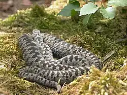 A common adder basking in the open upon loose moss litter with head resting upon its coil and facing away. The central part of its body is thick and it has probaby eaten recently.