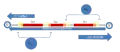 Some base pairs which serve a dual function with promoter and operator for either cl and cro proteins.