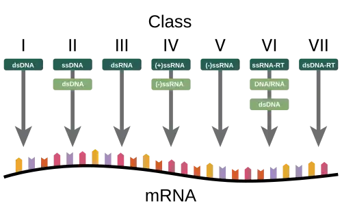 A diagram showing how the Baltimore Classification is based on a virus's DNA or RNA and method of mRNA synthesis