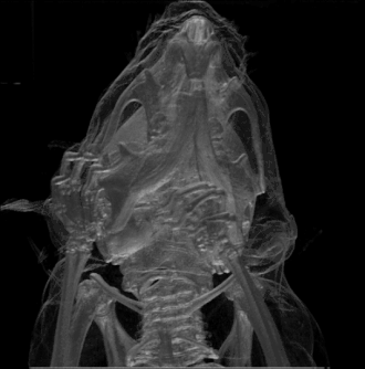 Animation of a rotating mouse skeleton