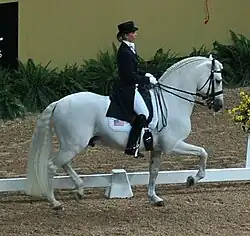 Performing dressage