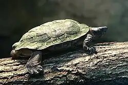 This turtle is sitting on an elevated log that is lying horizontal. It is facing the right of the screen.