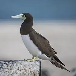 female S. l. plotus, Green Island, Queensland