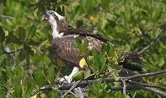 Eurasian osprey feeding on a fish in Kartung, the Gambia: Characteristically, its tongue often pokes out whilst swallowing food.