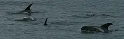 White-beaked dolphin