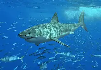 The great white shark is involved in the most fatal unprovoked attacks[11]