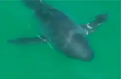 Image of a scarred white shark with wrapped fishing wire