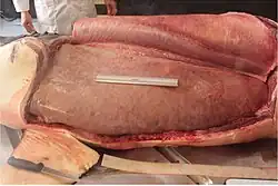 A white shark cut open to show its liver.