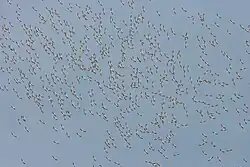 A blue sky with many tiny silhouettes of distant flying birds