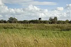 Wicken Fen