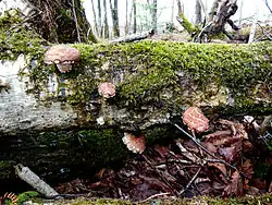 shiitake growing wild in Hokkaido