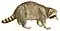 Common raccoon