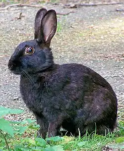 A black-furred rabbit sitting in the grass