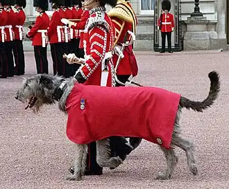 Irish Guards, mascot in parade dress
