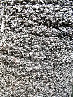 Bark