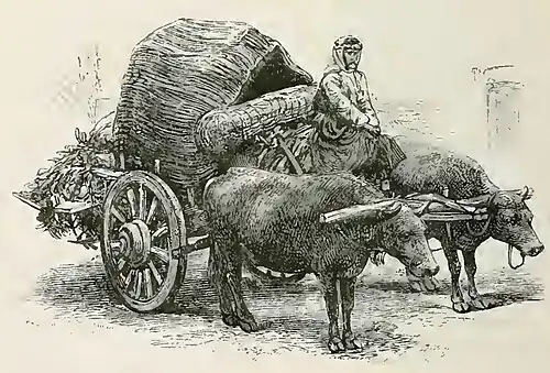 Ox-drawn cart in Georgia, circa 1883