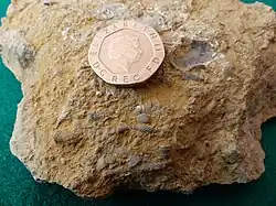Silurian sea bed fossils collected from Wren's Nest Nature Reserve, Dudley UK