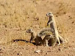 Brown squirrels