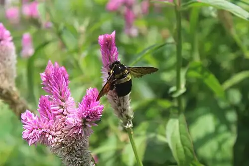 X. ghilianii on Celosia, Albay