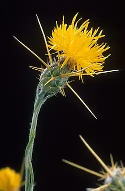 Yellow star thistle flower