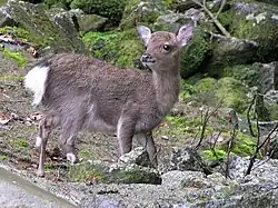 Animal populations among insular environments, which at times naturally lack apex predators,[note 3] may be controlled through natural processes even without human interventions.[29]
