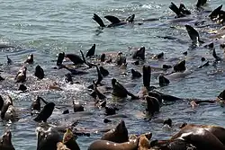 A gathering of more than 40 sea lions off the coast of Moss Landing, California