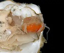The oyster crab (centre, orange-coloured) is a kleptoparasite of oysters.