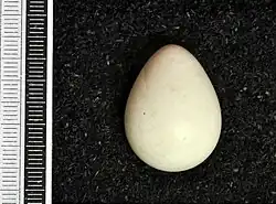 Photo of a mourning dove egg's exterior