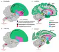 Vocalization subsystems in complex-vocal learners and limited-vocal learners.