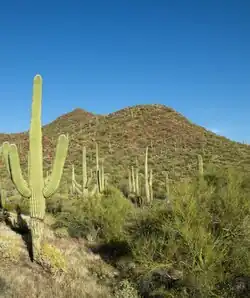 Sonoran Desert