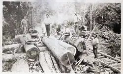 Black and white photo of men processing a large kahikatea trunk